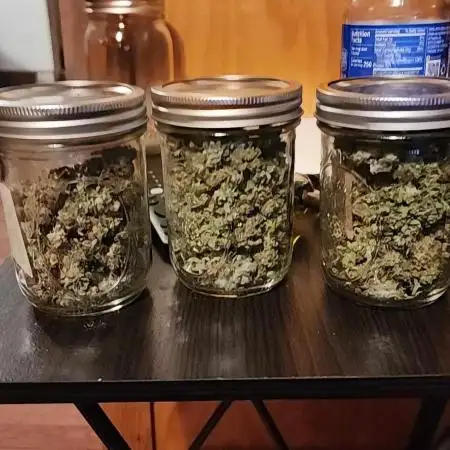 Gelato 41 THCA Flower