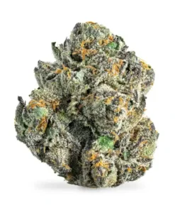 Gelato 41