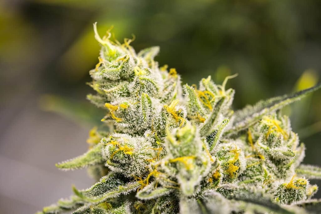 Grape Gas THCA Flower