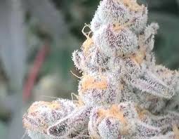 Grape Gas THCA Flower