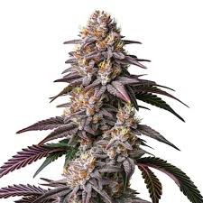 Gelato 41 THCA Flower