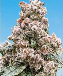 Cloud Berry THCA Flower